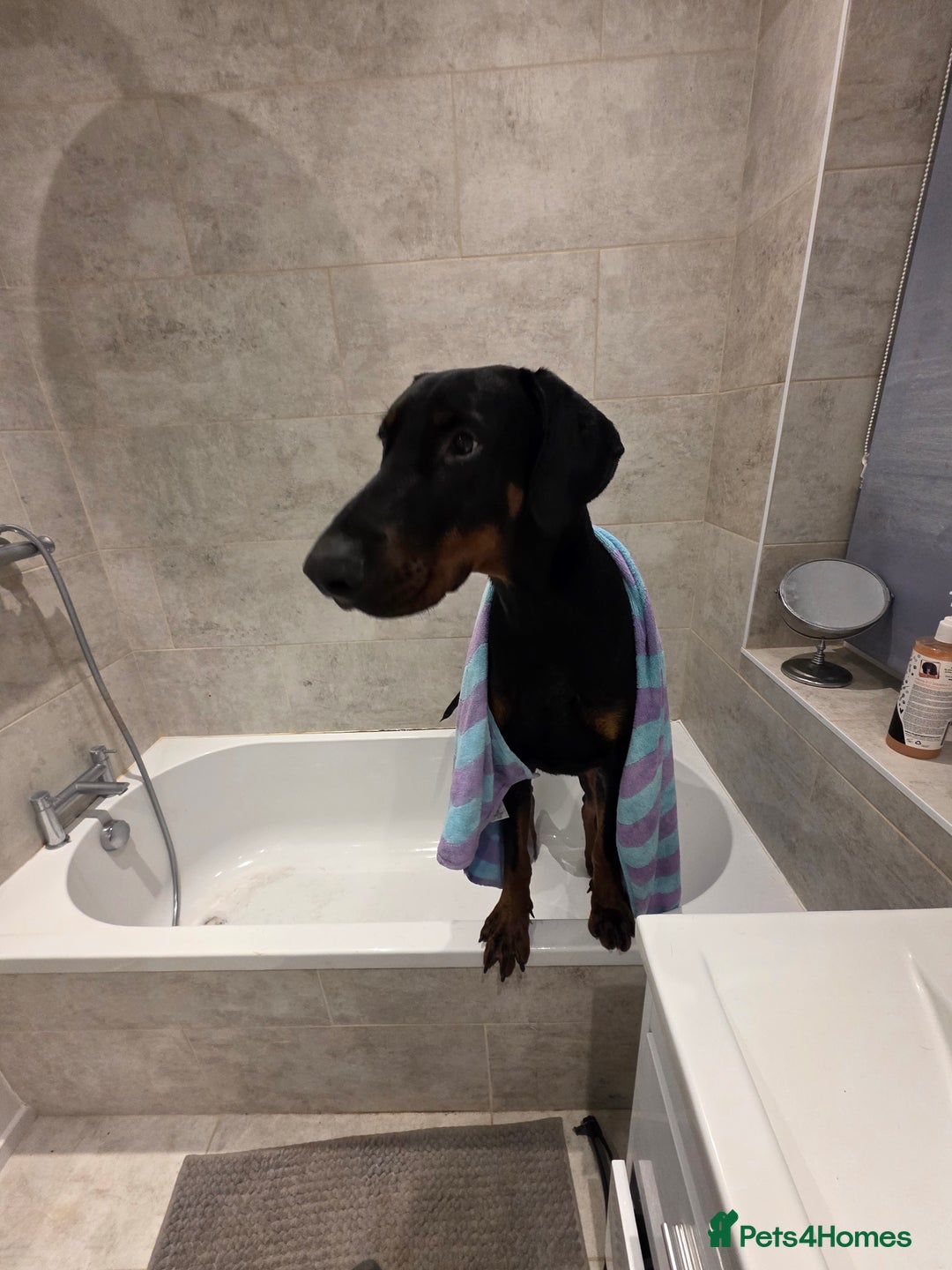 Dobermann dogs for sale: Male doberman in need of loving home - Advert 3