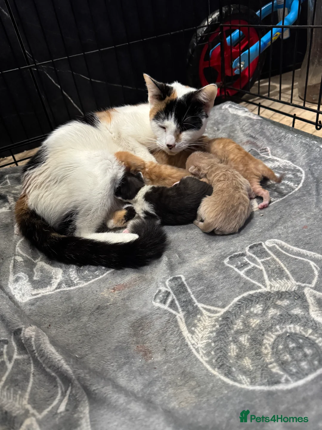 British Shorthair cats for sale: 5 adorable kittens for sale - Advert 1