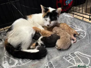 British Shorthair cats 5 adorable kittens for sale - Advert 3