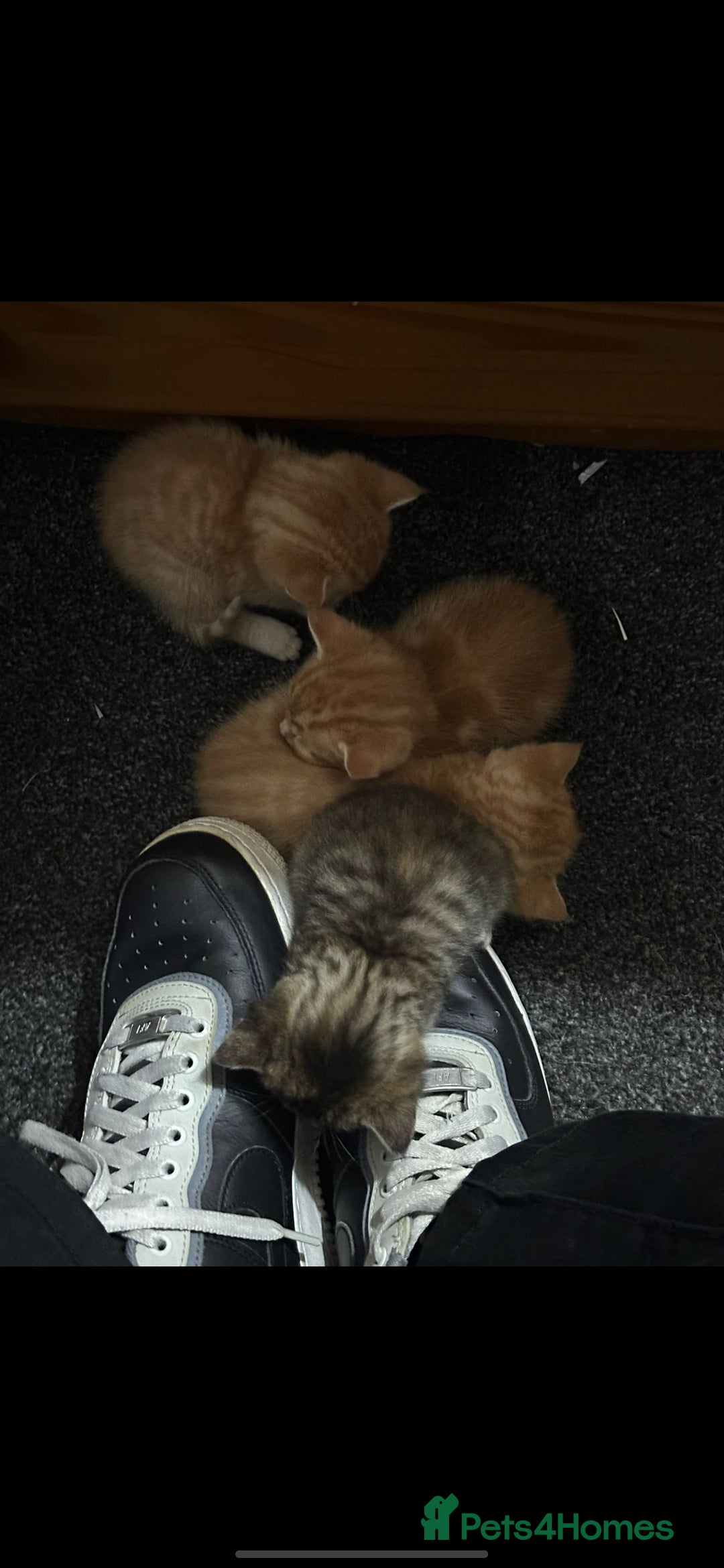 Mixed Breed cats for sale: 7 week old mixed breed kitten  - Image 7