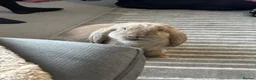 French Lop rabbits for sale: Bonded French lops  in Wimborne - Advert 6