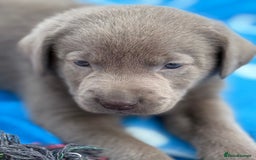 Labrador Retriever dogs for sale: Kc reg SILVER AND CHAMPAGNE LABRADORS  - Image 9