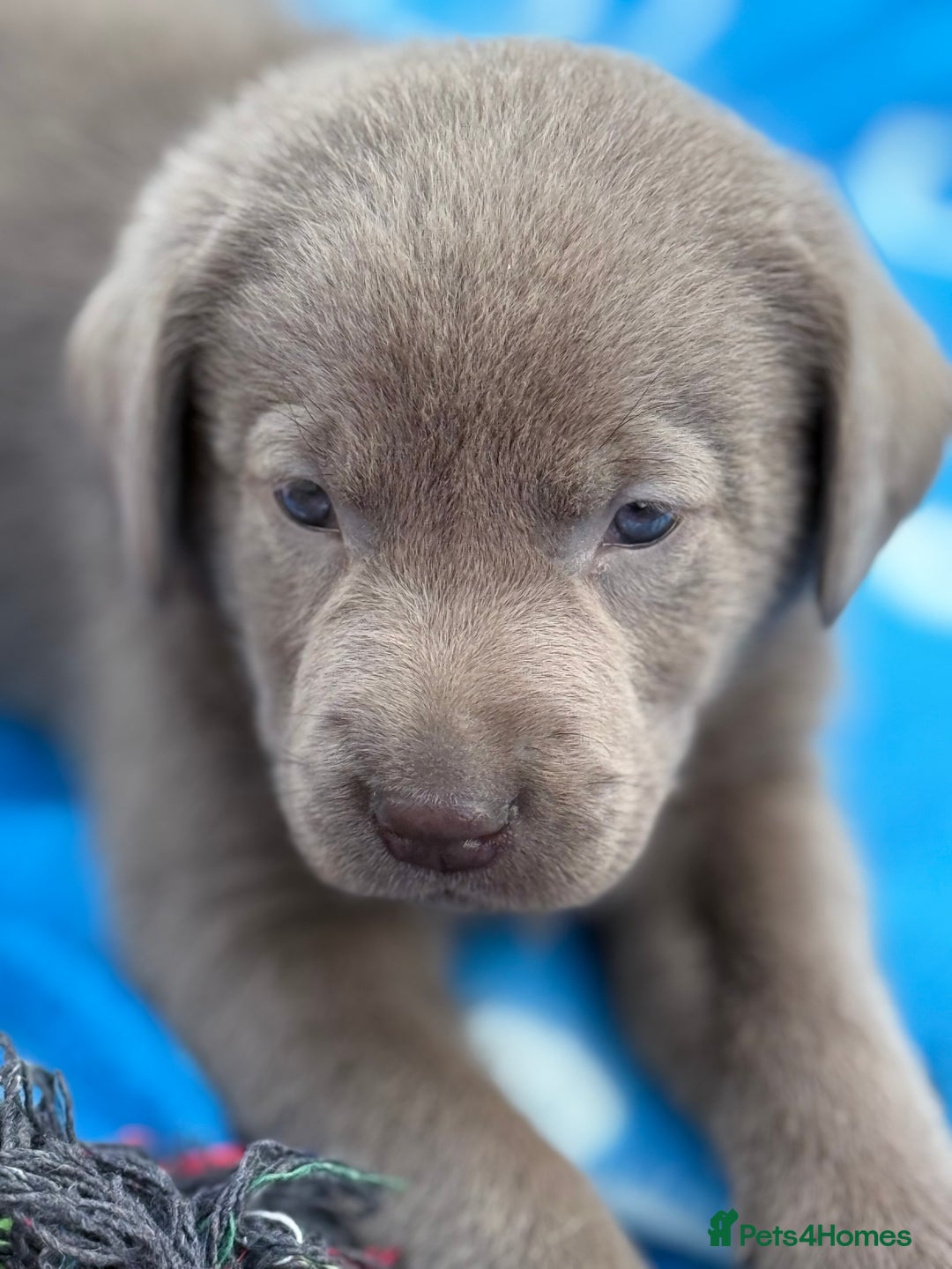 Labrador Retriever dogs for sale: Kc reg SILVER AND CHAMPAGNE LABRADORS  - Image 9
