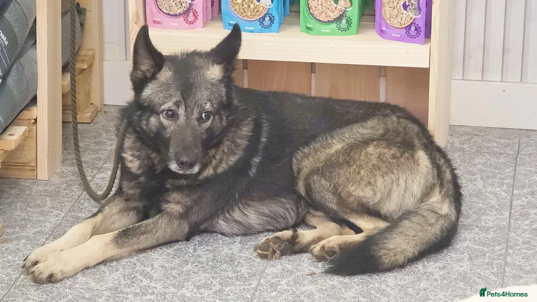 Mixed Breed dogs for adoption: Lobito in Alfreton - Advert 3