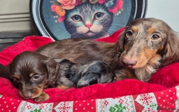 Miniature Dachshund dogs for sale: ⚜️KC PRA clear Miniature Dachshund Puppies  - Image 4