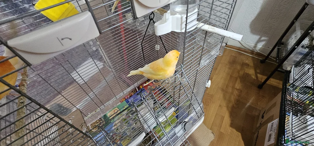 Canaries birds for sale: Four (2 pairs) young canaries - Advert 7