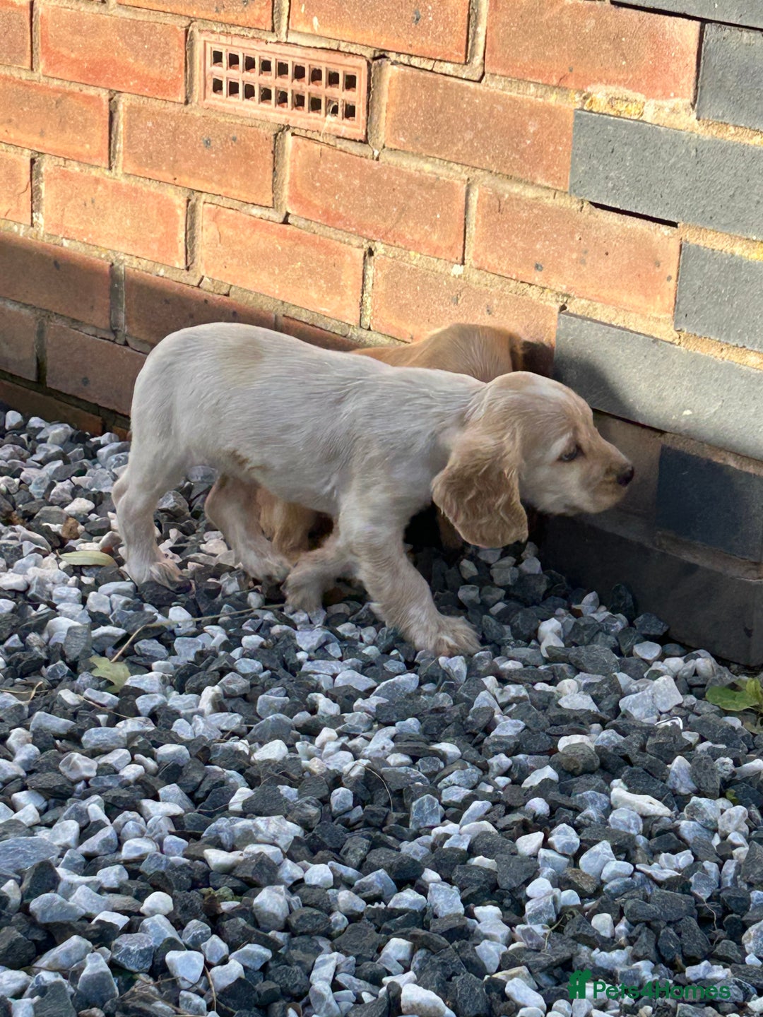 Cocker Spaniel dogs for sale: Health tested cocker spaniel puppies  - Advert 17