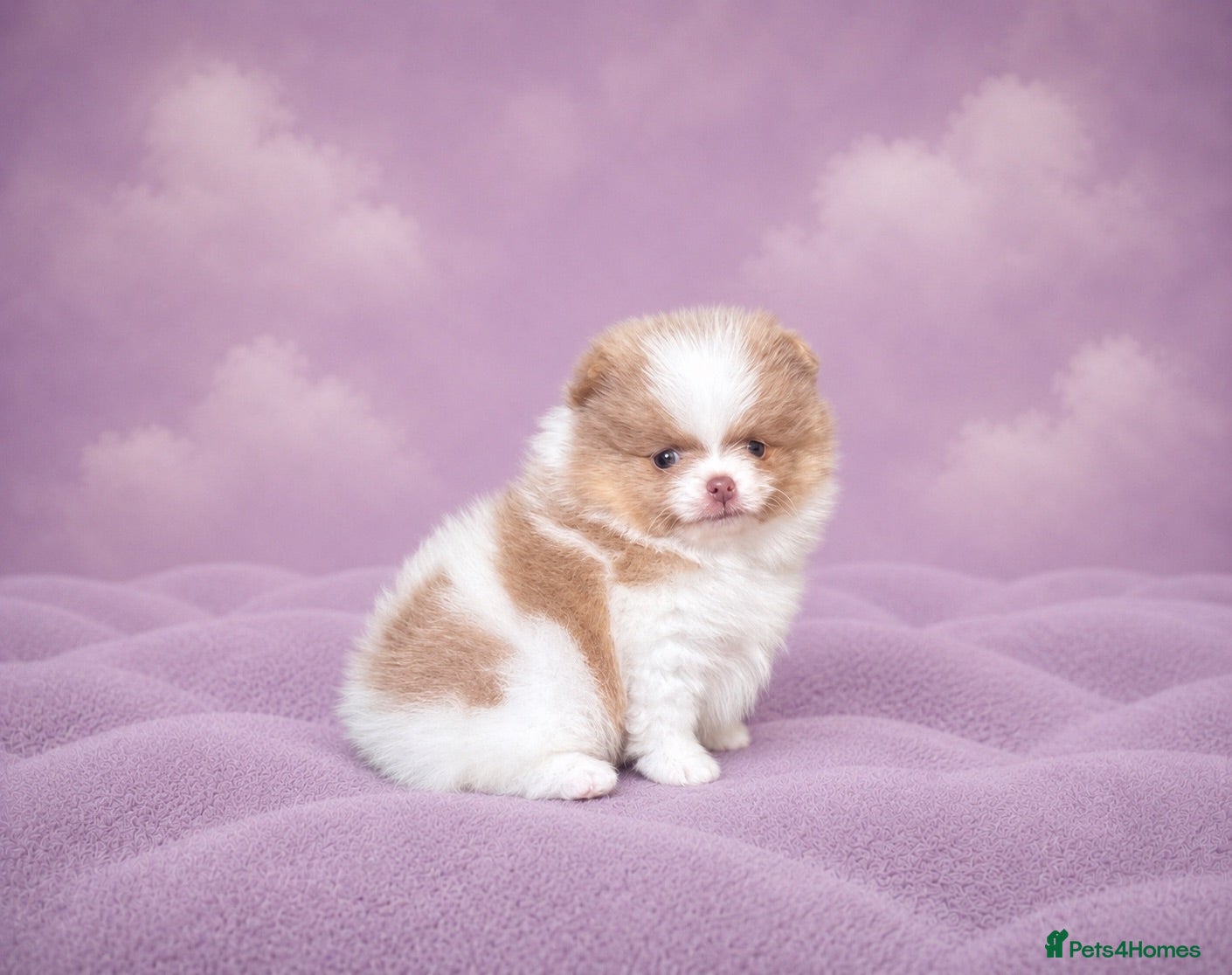 Pomeranian dogs ✨🐾 Exceptional KC Pom Boy Rare Isabella Parti💖 - Advert 1