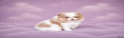 Pomeranian dogs for sale: ✨🐾 Exceptional KC Pom Boy Rare Isabella Parti💖 - Advert 1
