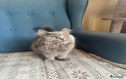 British Shorthair cats for sale: 💙 3 Gorgeous British Blue Kittens Available 💙 - Image 10