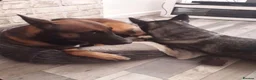 Mixed Breed dogs for sale: Belgium Malinois x Siberian Husky for sale  - Advert 3