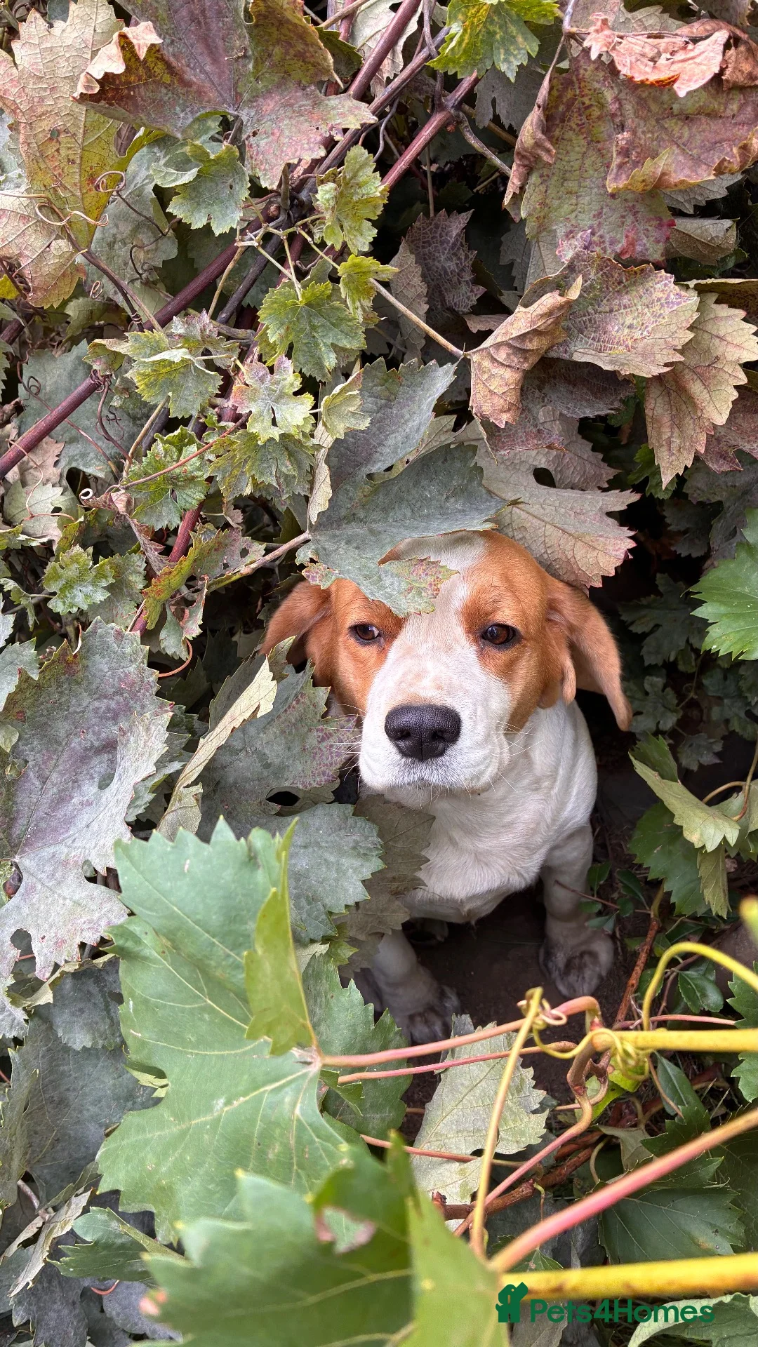Beagle dogs for sale: FOREVER HOME WANTED FOR BECKY & BUDDY 🐾❤️ - Advert 9