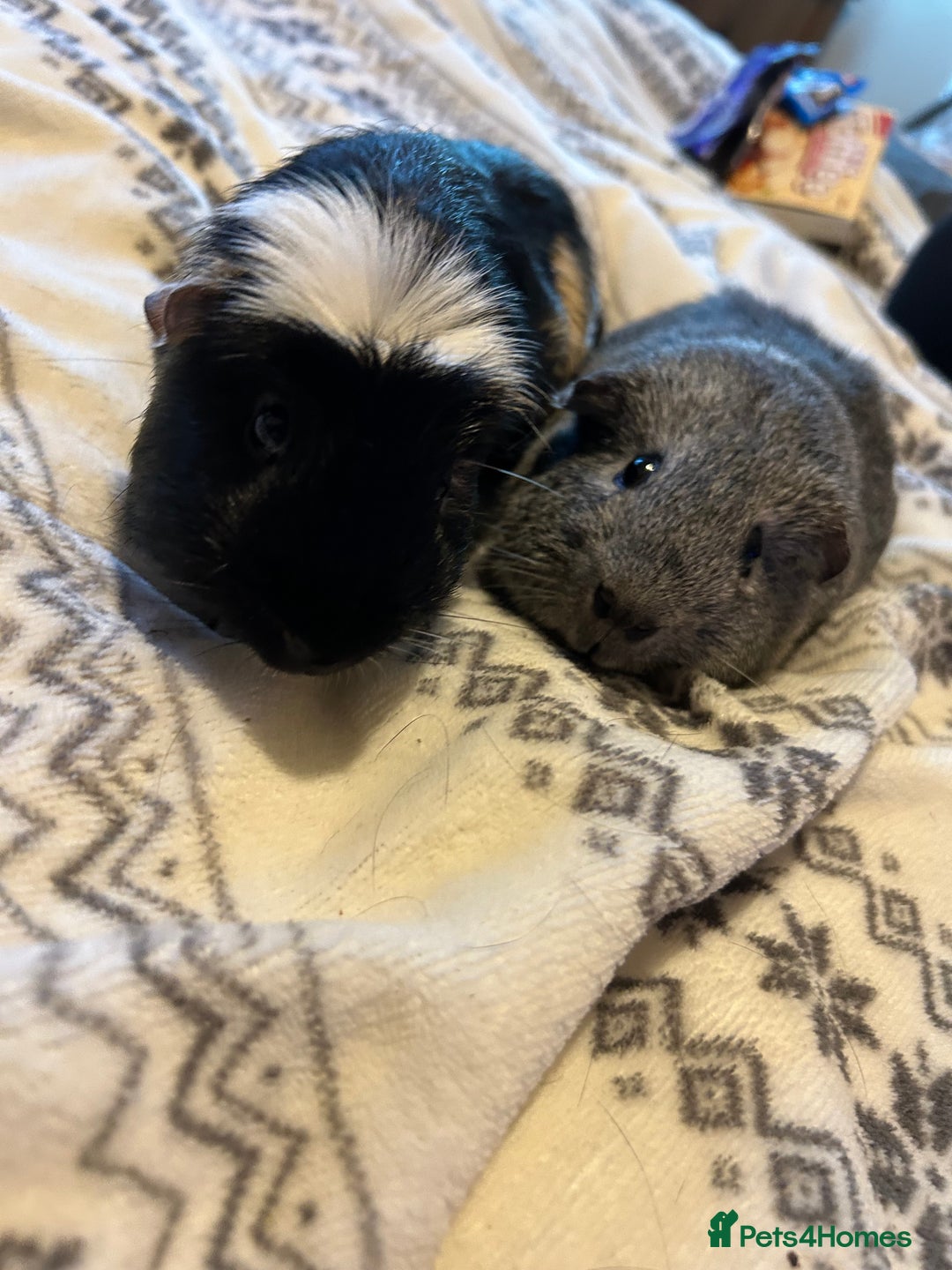 Guinea Pig rodents for sale: Nibbles & munchies  - Advert 4