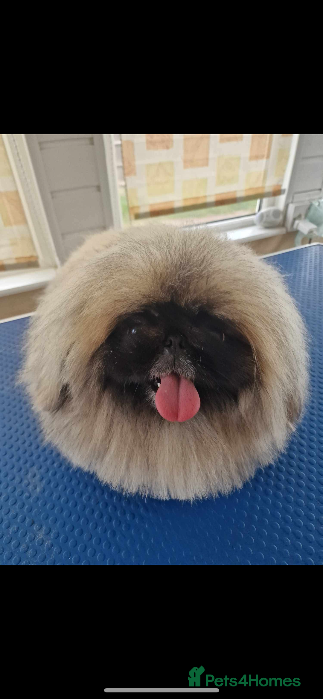 Shih Tzu dogs for sale: Shih tzu + Pekingese  - Image 2