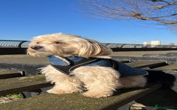 Maltipoo dogs for stud: Pudding - Image 4