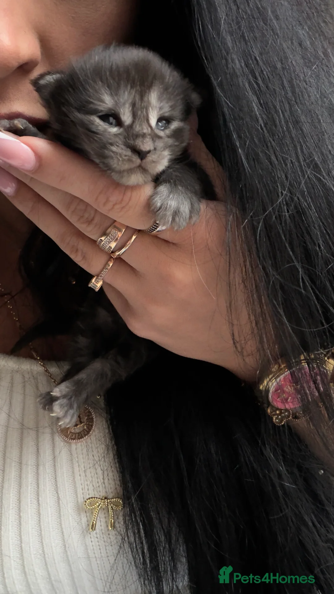 Maine Coon cats for sale: Russian maine coon kittens✨🩷 - Advert 4