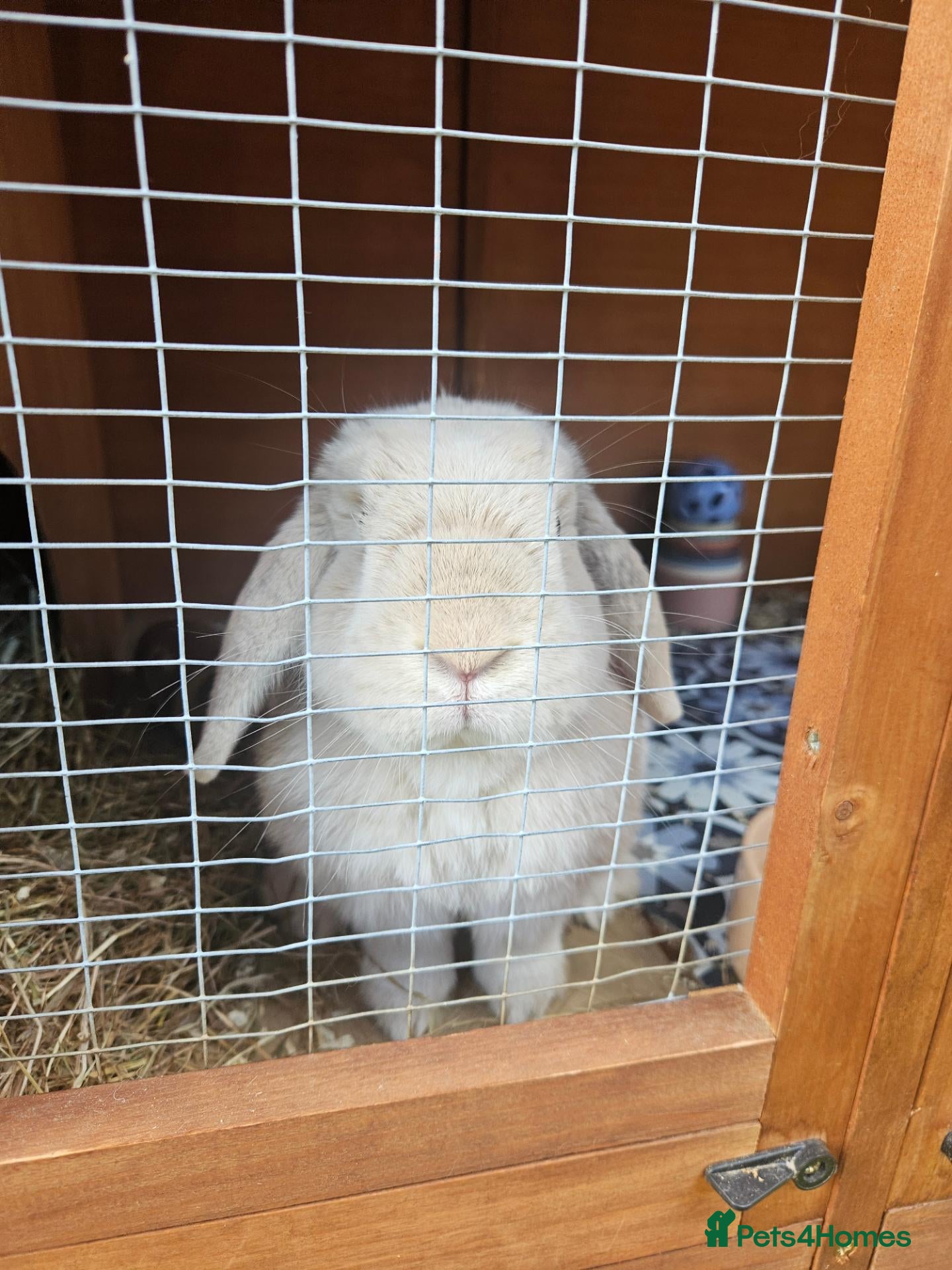Mini Lop rabbits for sale: Rescue bunnies 🐰 💕☘️ - Advert 10