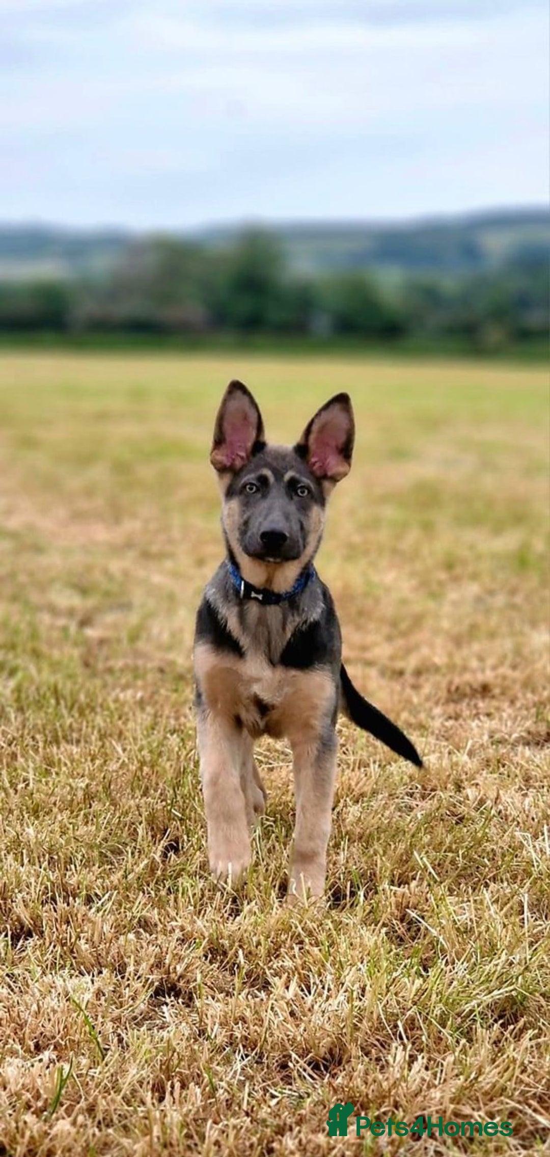 German Shepherd dogs for sale: Beautiful KC Registered GS pups - Advert 4