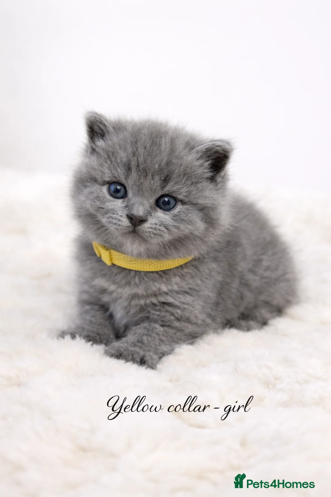 British Shorthair cats for sale: Blue British shorthair kittens🐾 - Advert 6