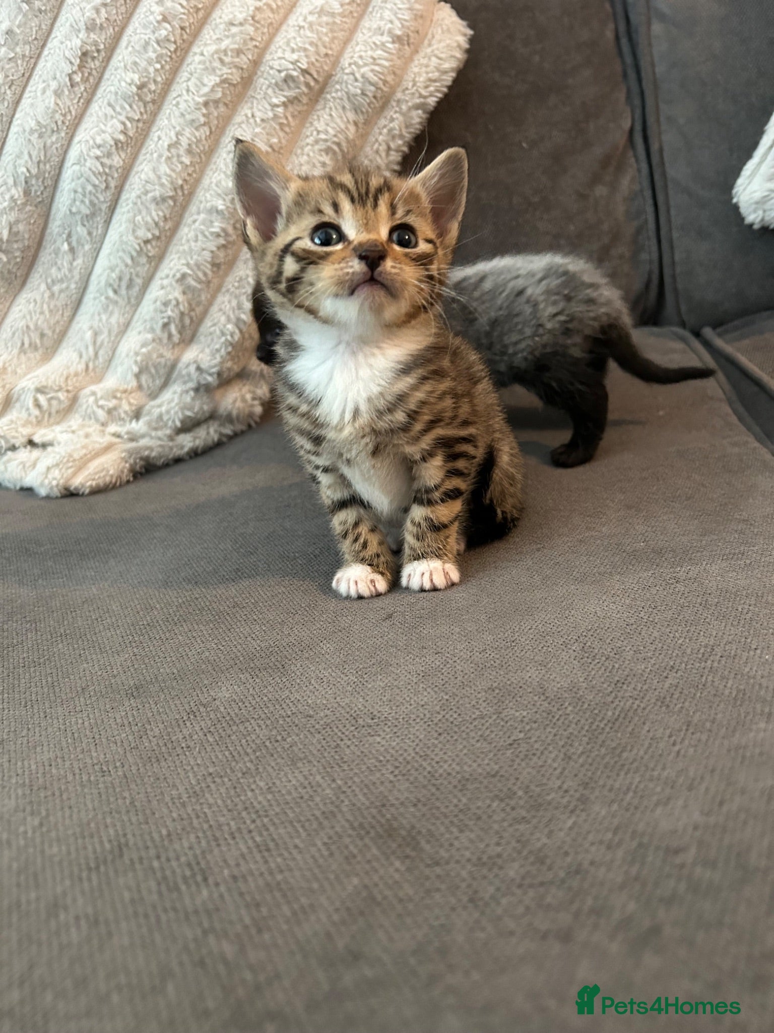 Mixed Breed cats 5 beautiful kittens ready for amazing homes - Advert 4