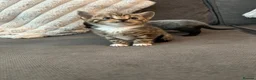 Mixed Breed cats for sale: 5 beautiful kittens ready for amazing homes in Birmingham - Advert 1
