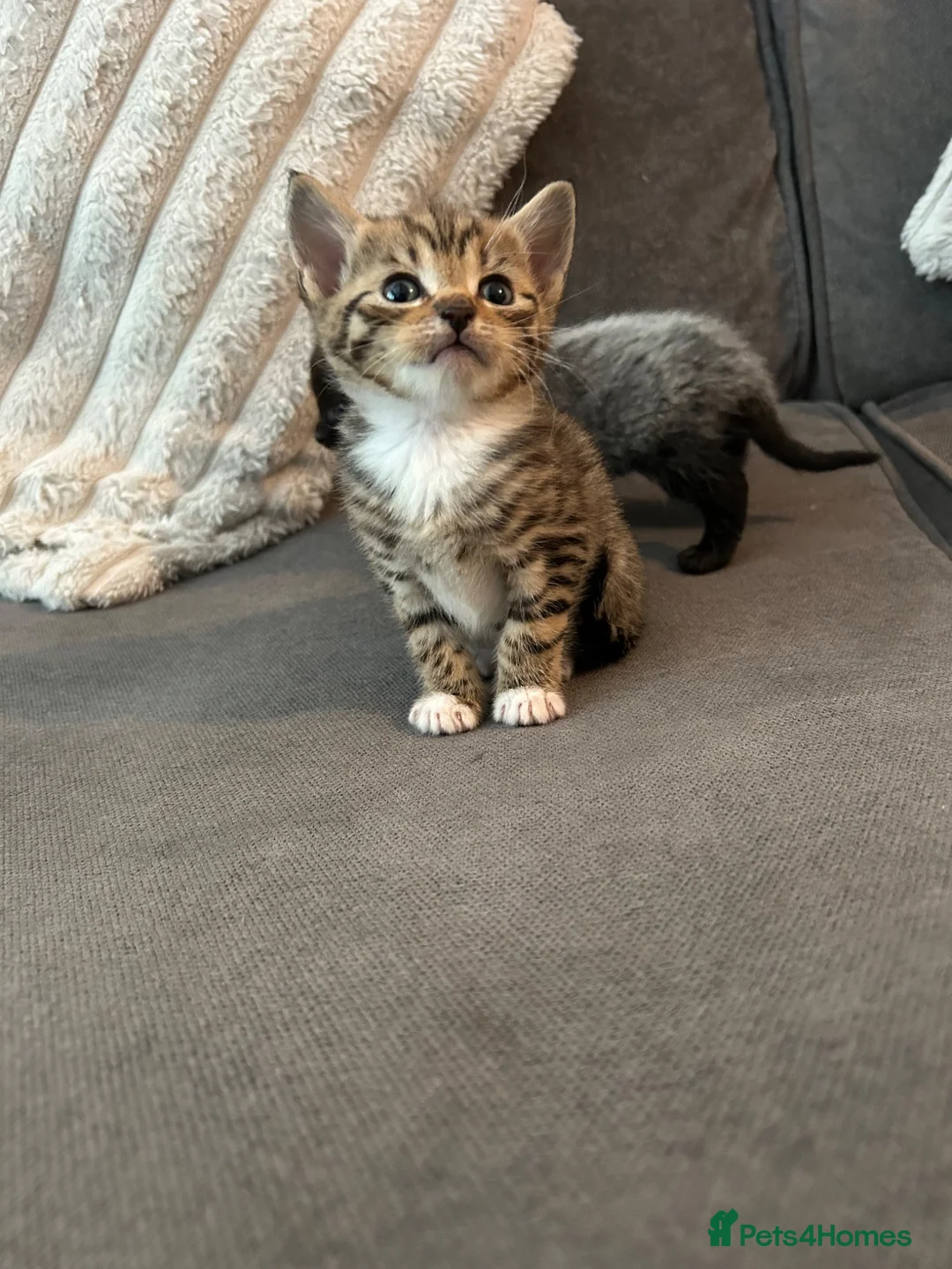 Mixed Breed cats for sale: 5 beautiful kittens ready for amazing homes in Birmingham - Advert 1