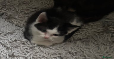 Ragdoll cats Ragdoll x - Advert 8