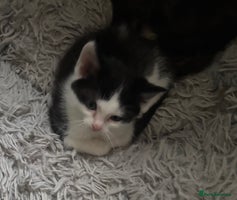 Ragdoll cats Ragdoll x - Advert 8