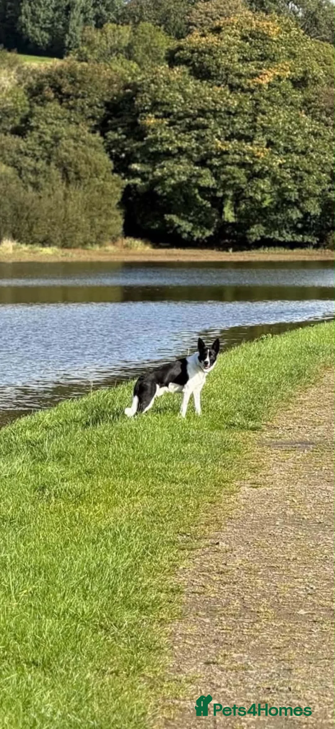 Border Collie dogs for sale: Freddie for rehoming - Advert 2