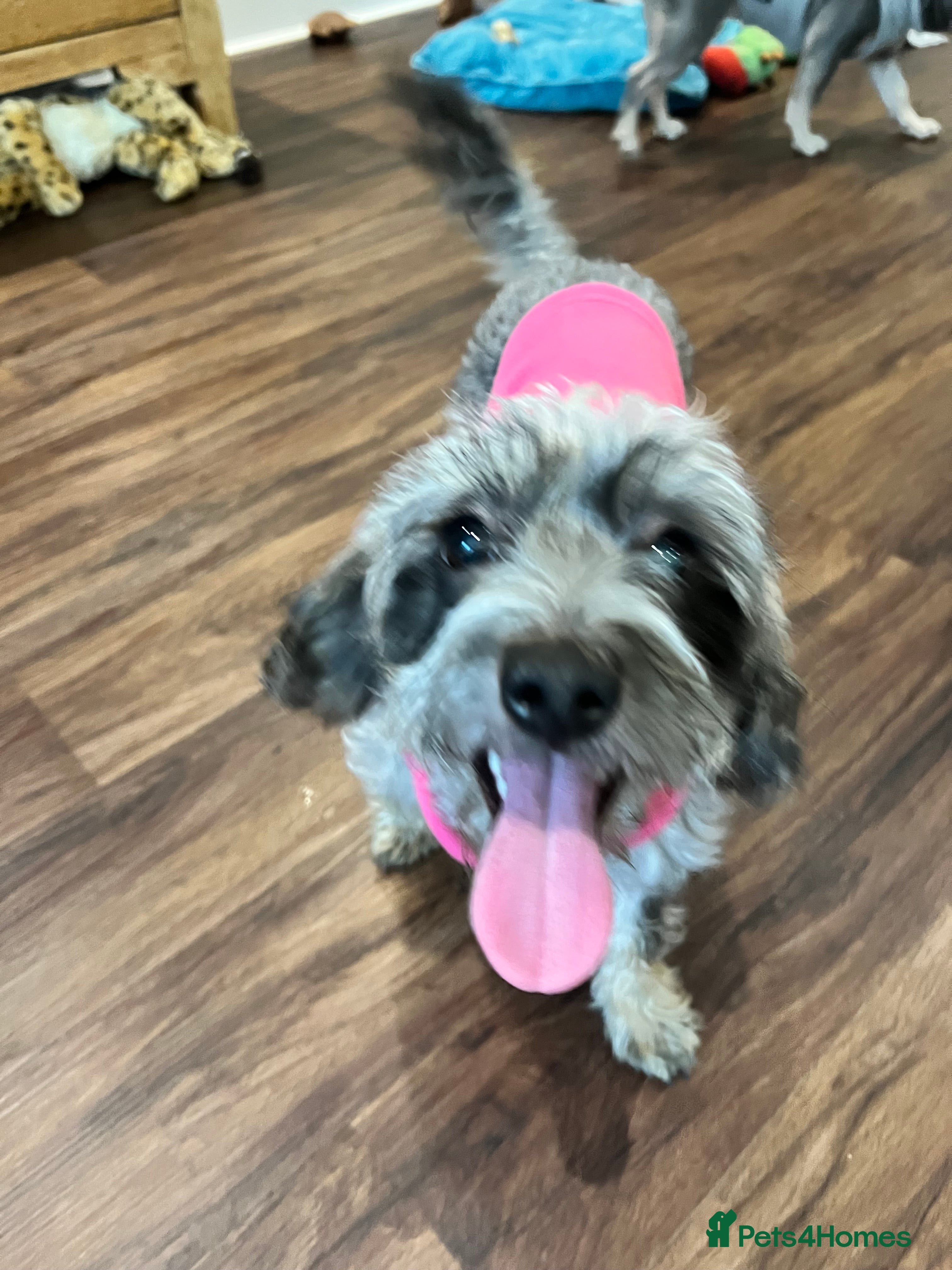 Mixed Breed dogs Looking for a Loving New Home for Our Little Girl - Advert 2