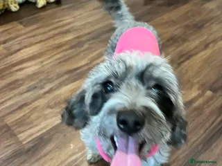 Mixed Breed dogs Looking for a Loving New Home for Our Little Girl - Advert 2