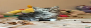 Flash