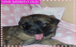 German Shepherd dogs for sale: 7  beautiful german shephered pups  - Image 34