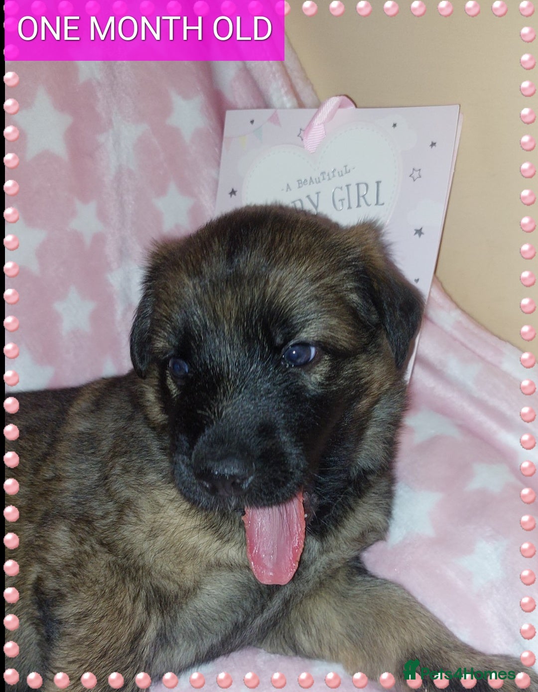 German Shepherd dogs for sale: 7  beautiful german shephered pups  - Image 34