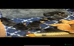 Rottweiler dogs for sale: Stunning Rottweiler puppies 🐶  - Image 2