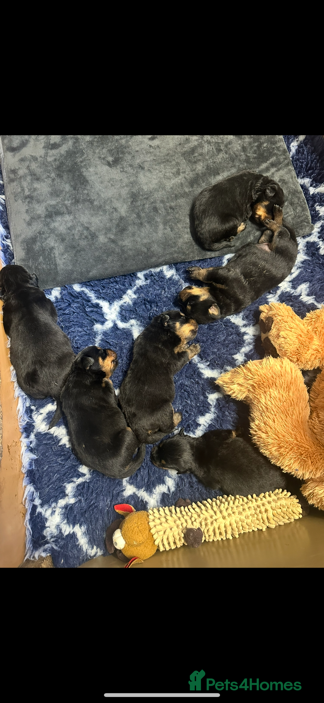 Rottweiler dogs for sale: Stunning Rottweiler puppies 🐶  - Image 2