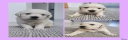 Golden Retriever dogs for sale: Golden Retriever Puppies – Reservations Open💚 - Advert 14