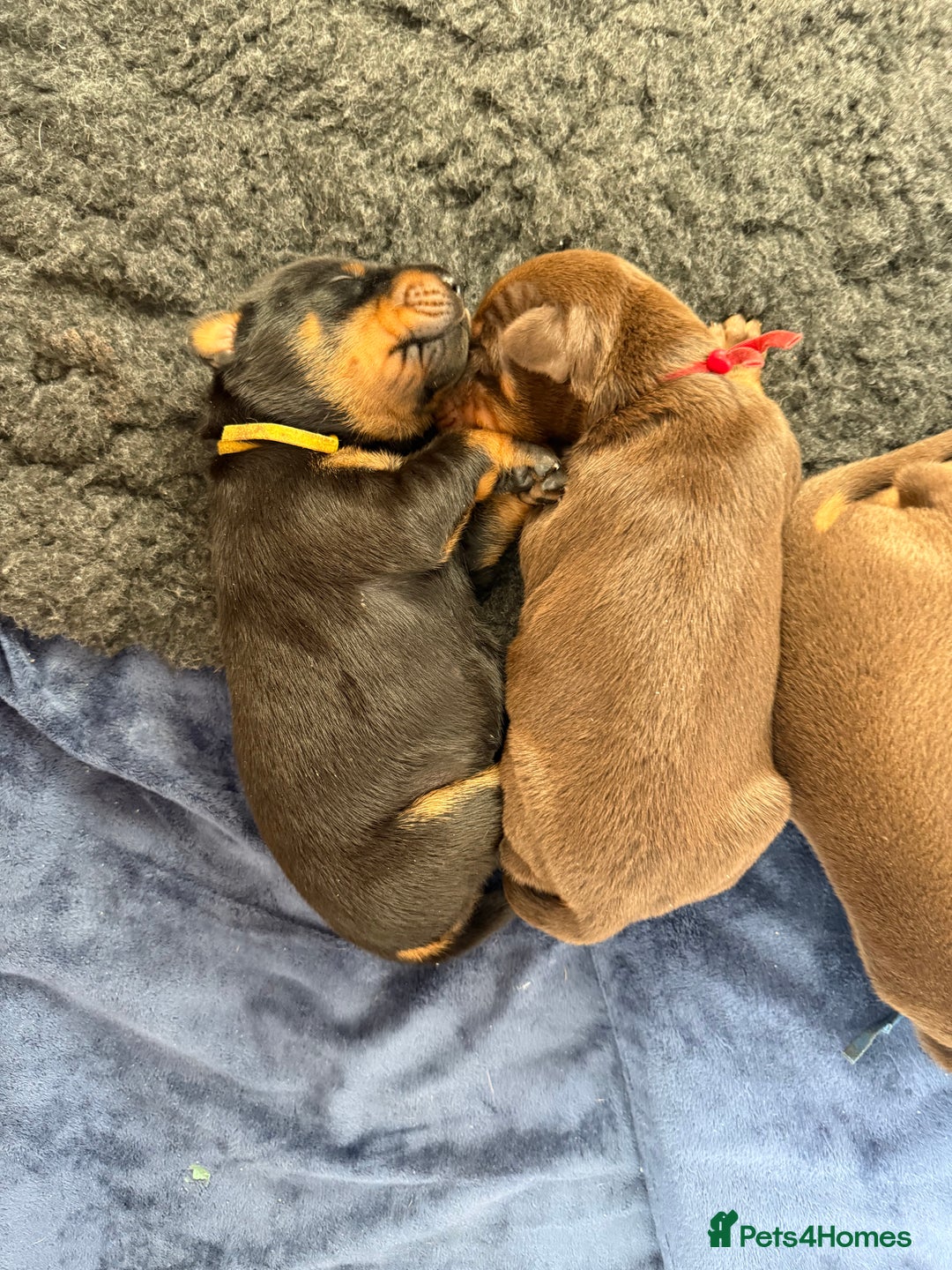 Dobermann dogs for sale: OUSTANDING DOBERMAN PUPS - READY MID FEB - Advert 12