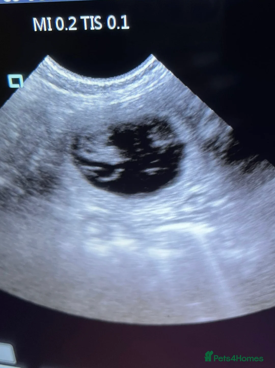 Japanese Shiba Inu dogs for stud: Health tested, KC Registered, Proven Stud - Advert 10