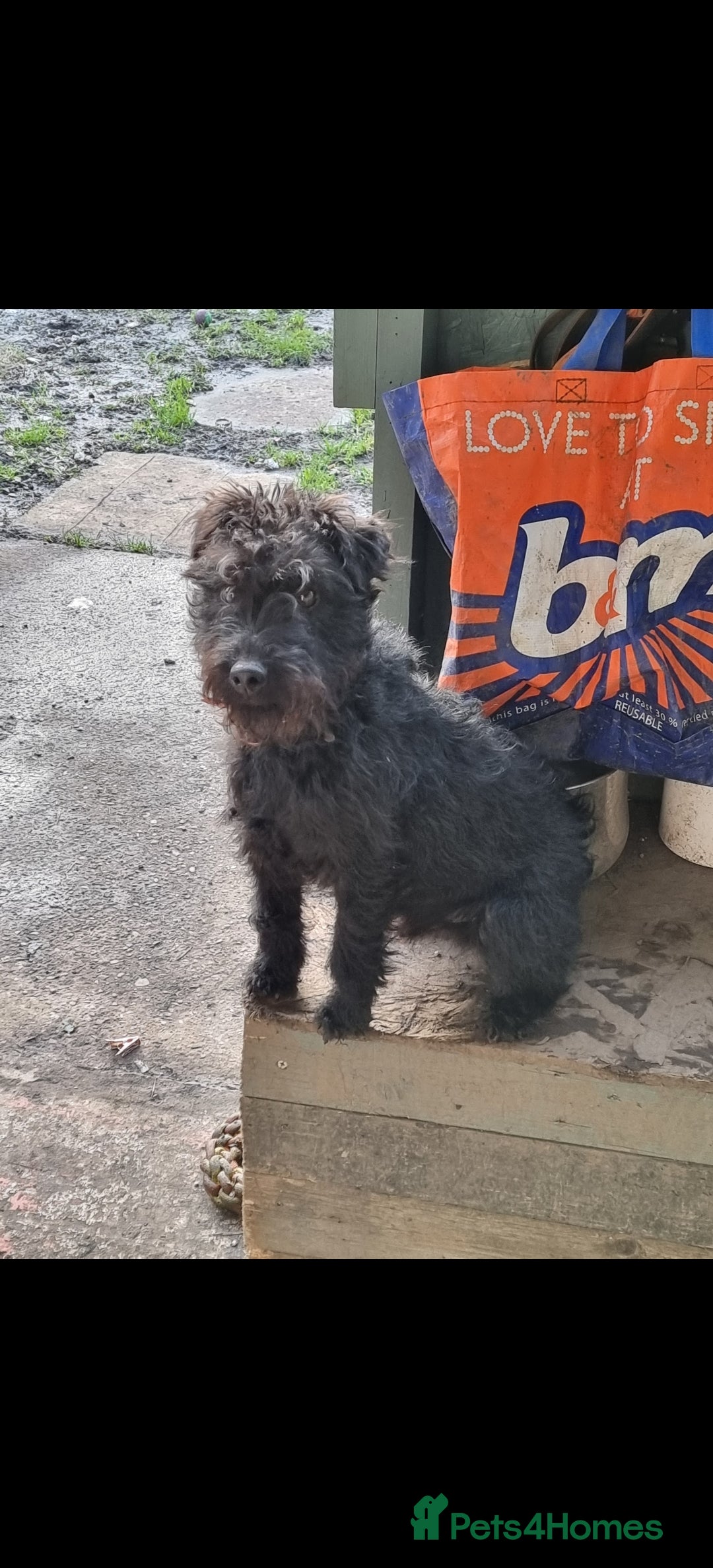 Mixed Breed dogs fell terrier 3/4 lakeland 1/4 patterdale - Advert 1