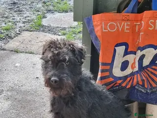 Mixed Breed dogs fell terrier 3/4 lakeland 1/4 patterdale - Advert 11