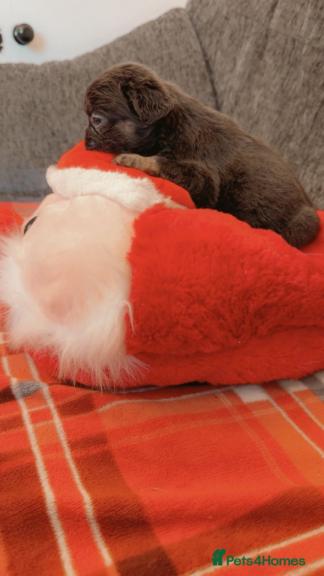 French Bulldog dogs for sale: Full fluffy French bulldogs Pink  - Advert 10