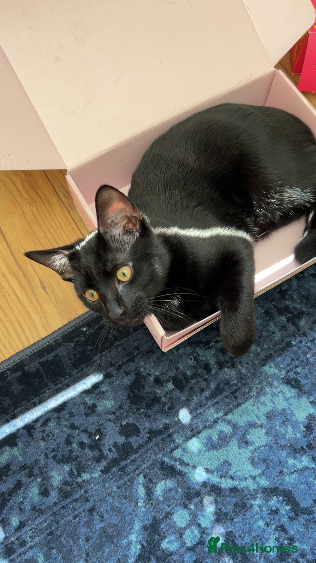 Domestic Shorthair cats for sale: Black kitten for sale  - Image 11