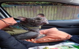 French Bulldog dogs for sale: Beautiful Frenchie Male 2 Pedigree French Bulldog  - Image 1