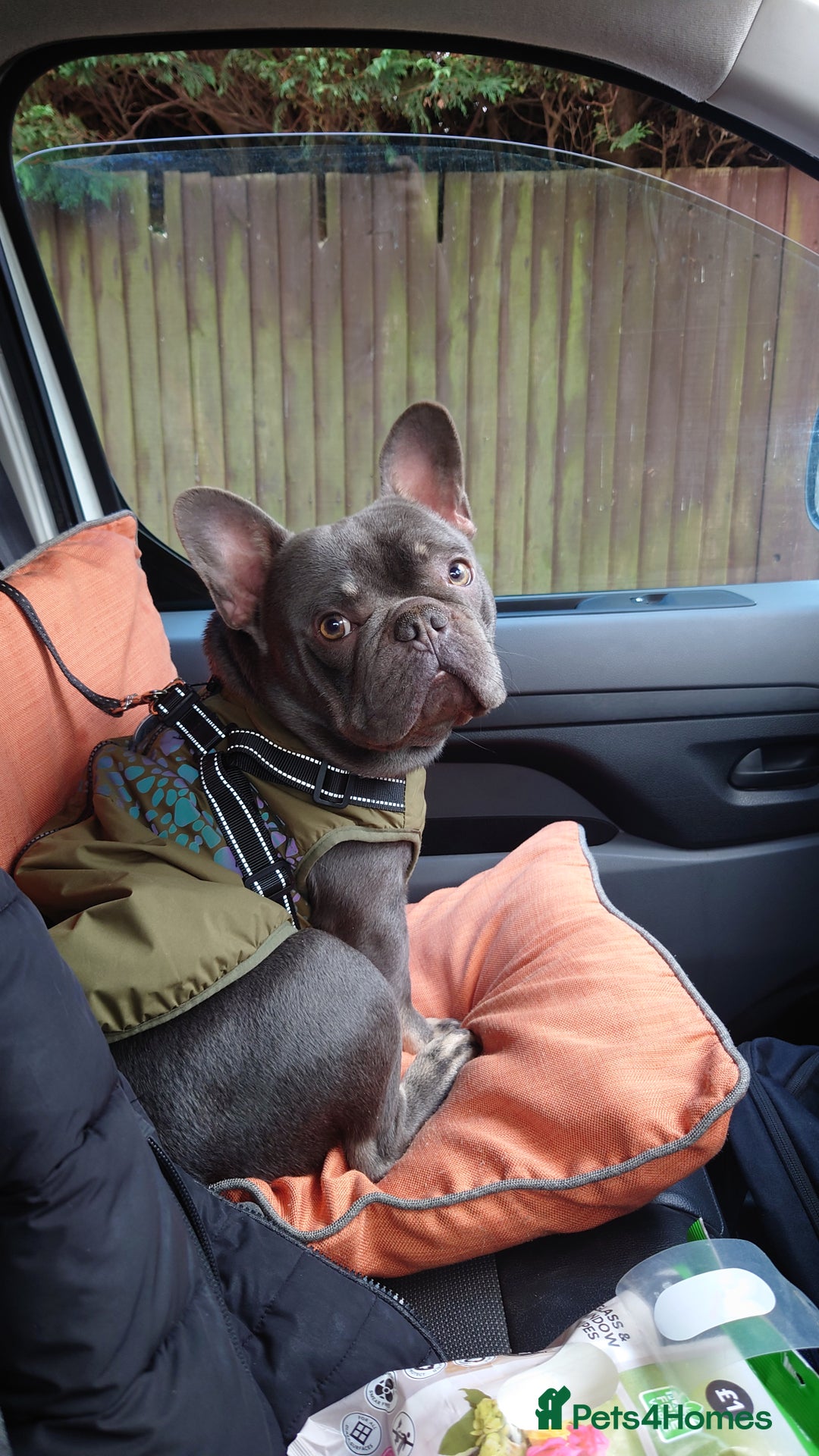 French Bulldog dogs for sale: Beautiful Frenchie Male 2 Pedigree French Bulldog  - Image 1