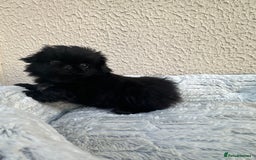 Pekingese dogs for sale: LAST PEKINGESE GIRL AVAILABLE FULLY VACCINATED - Image 8