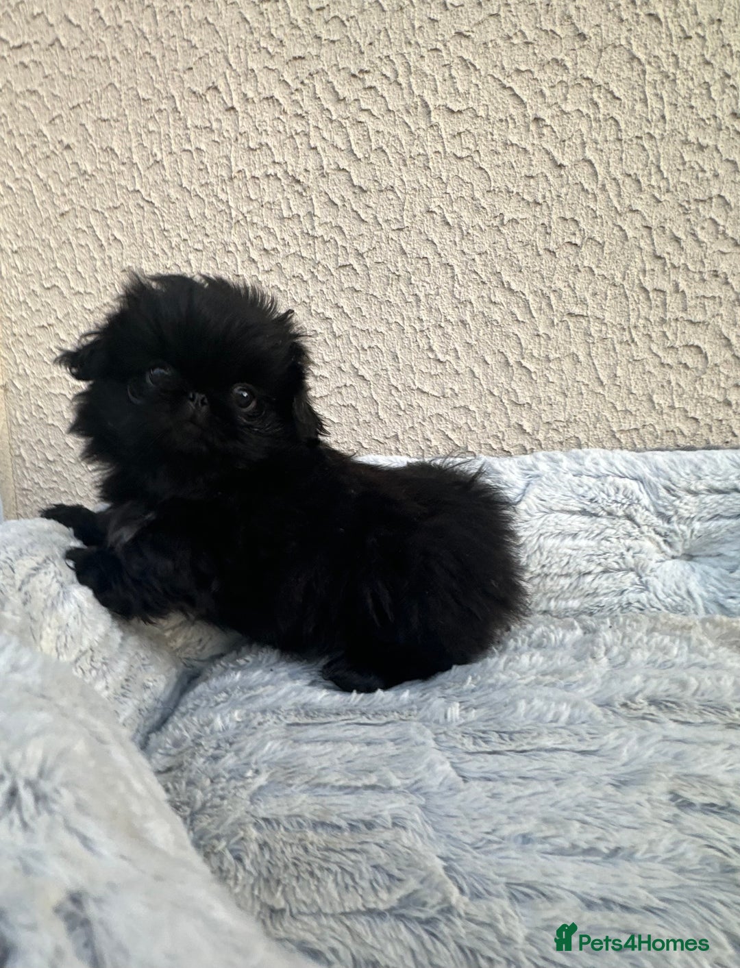 Pekingese dogs for sale: LAST PEKINGESE GIRL AVAILABLE FULLY VACCINATED - Image 8