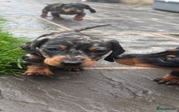 Miniature Dachshund dogs for sale: Beautiful kc registered miniature dachshunds  - Image 25