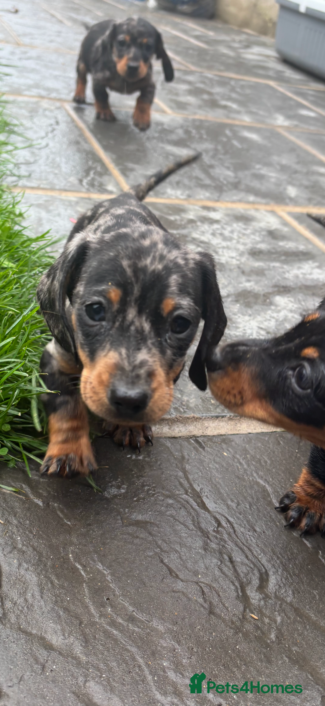 Miniature Dachshund dogs for sale: Beautiful kc registered miniature dachshunds  - Image 25