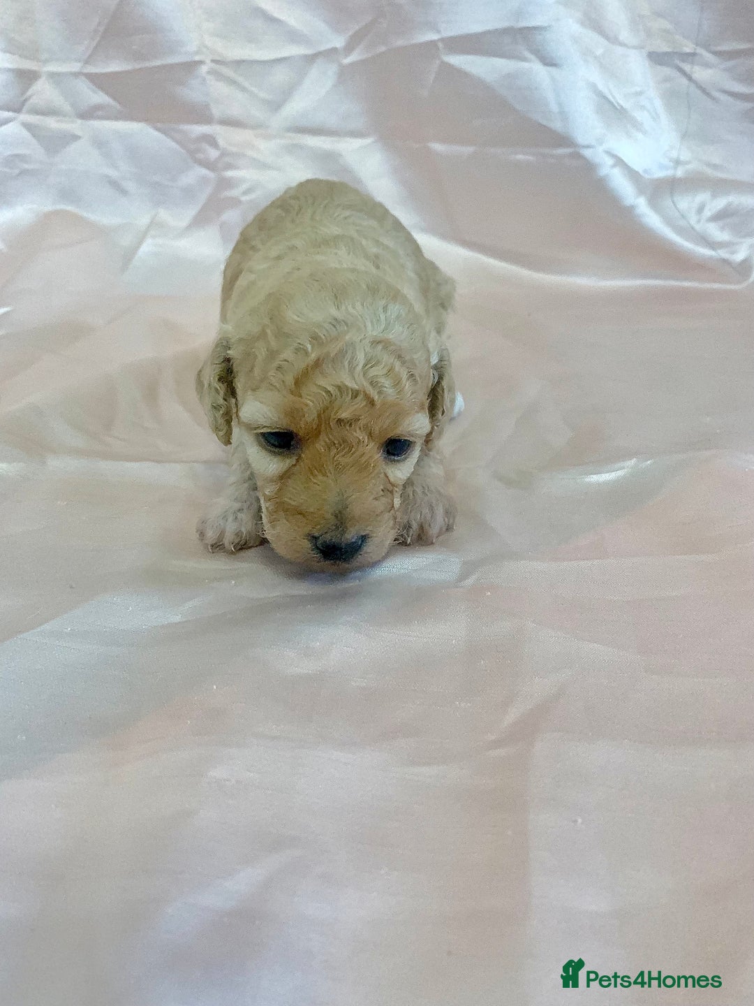 Miniature Poodle dogs for sale: Miniature poodles for sale  2 boys and 3 girls - Advert 11